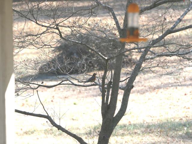 Varied Thrush